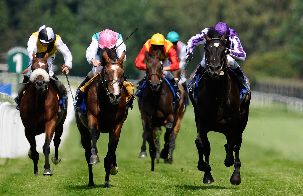 Jobba med tävlingshästar inom trav och galopp